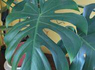 Grajewo ogłoszenia: Monstera deliciosa ? duża, zdrowa roślina doniczkowa

Na... - zdjęcie