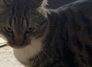 Grajewo ogłoszenia: Znaleziono kota, okolice ul 11 listopada, ma obrożę, może komuś... - zdjęcie