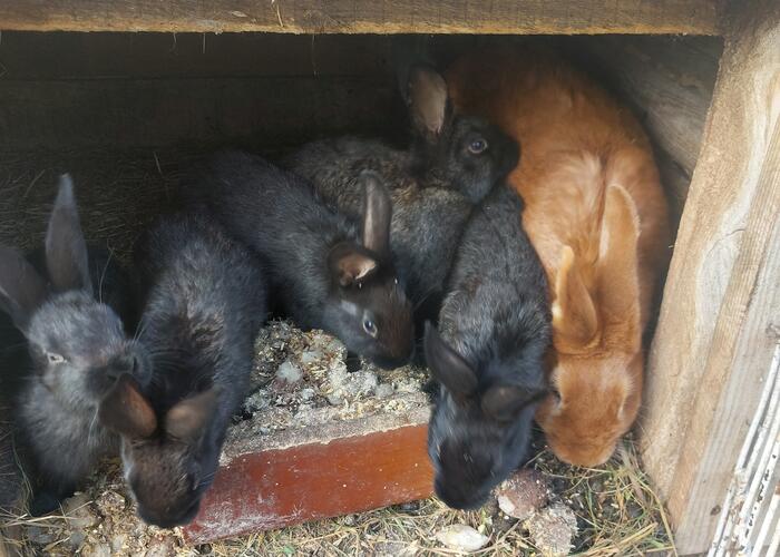 Grajewo ogłoszenia: Sprzedam drób ozdobny i króliki.  
Więcej informacji udzielę...